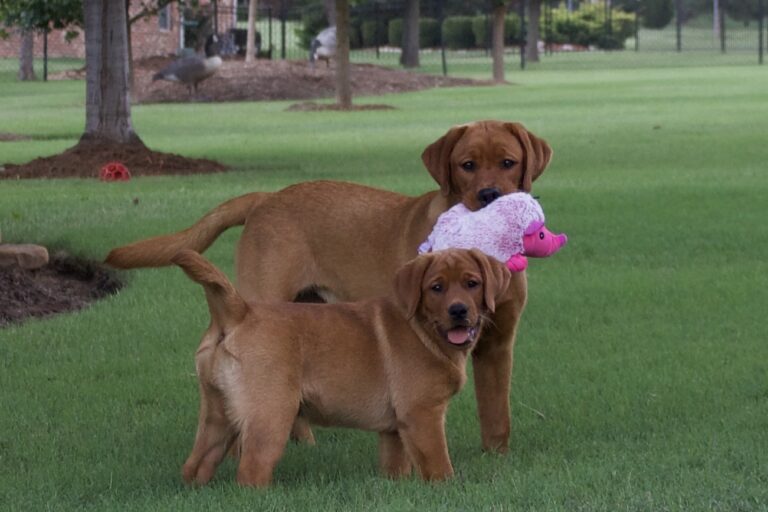 Keeping Your Labrador Retriever at a Healthy Weight: Why It Matters More Than You Think