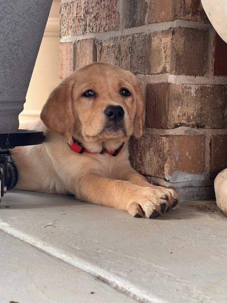 Why English Labrador Retrievers Make Exceptional Family Dogs