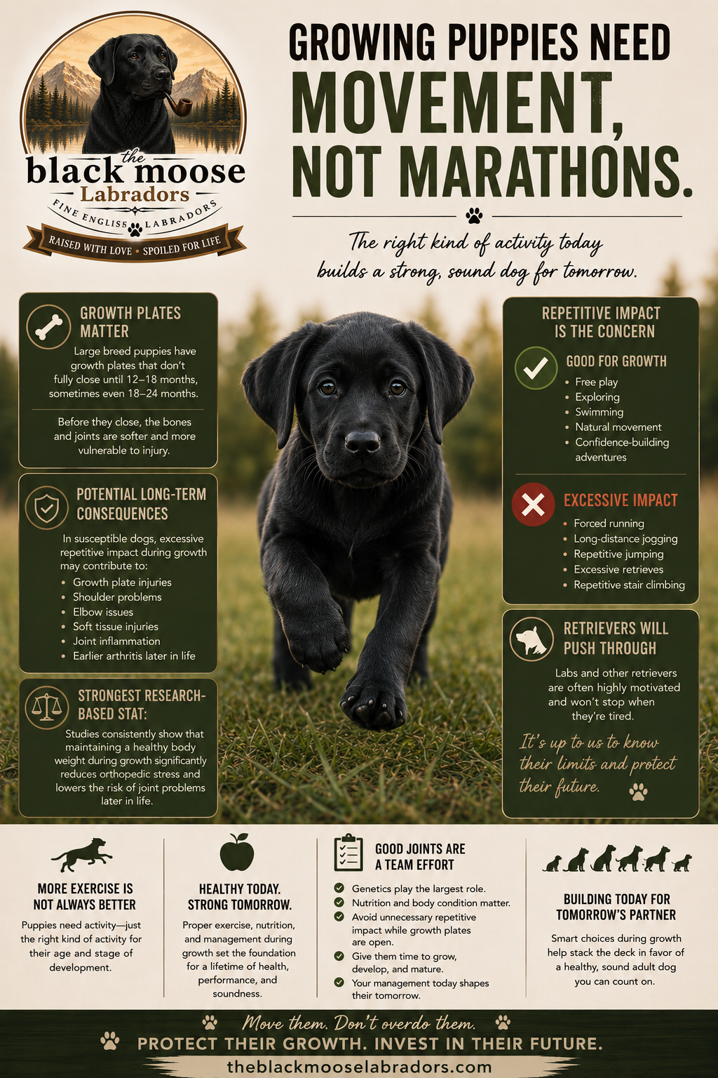 Growing Puppies Need Movement, Not Marathons