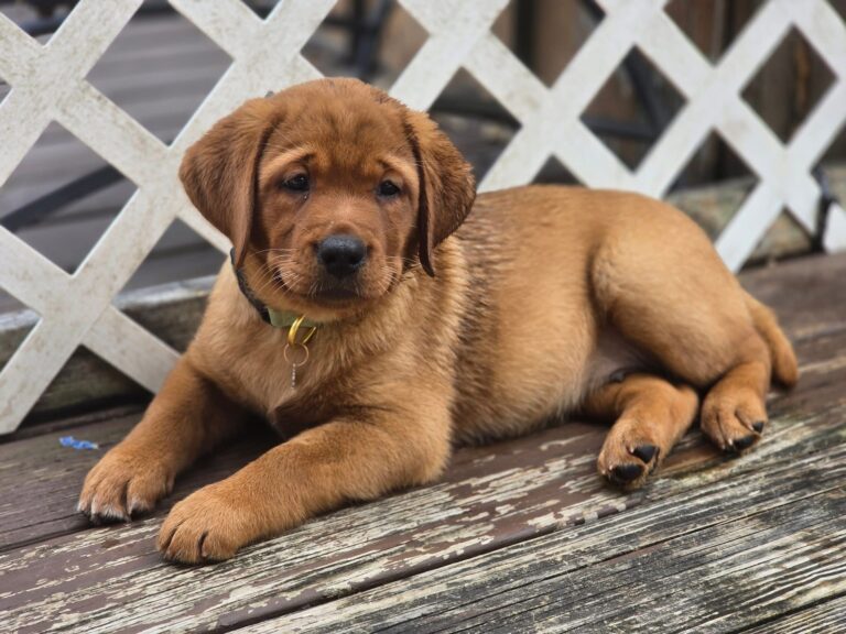 The History of the Fox Red Labrador Retriever