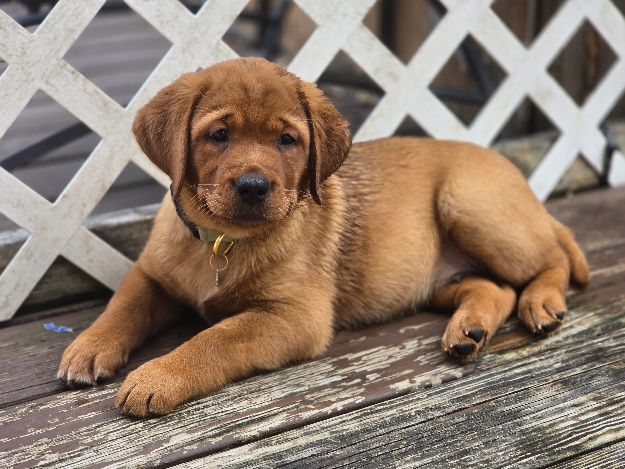 The History of the Fox Red Labrador Retriever
