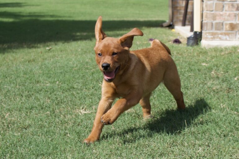 Hip & Elbow Dysplasia in Labrador Retrievers: What Every Puppy Family Should Know
