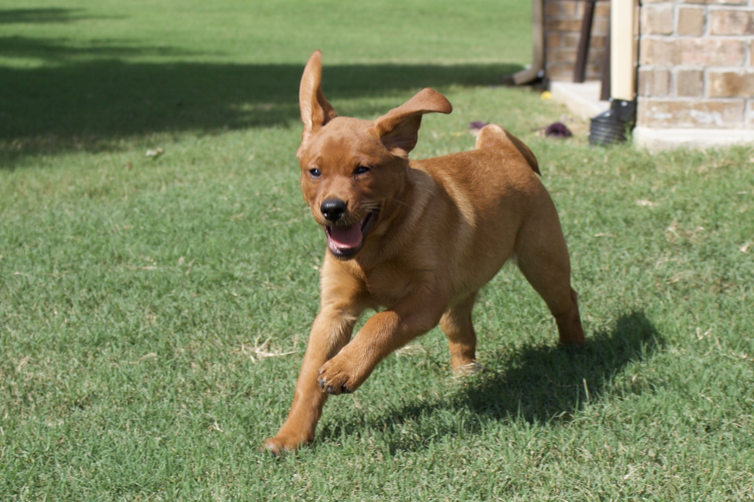 Hip & Elbow Dysplasia in Labrador Retrievers: What Every Puppy Family Should Know
