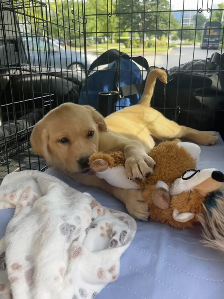 Bringing Home Your New Labrador Puppy: What to Expect During the First Week