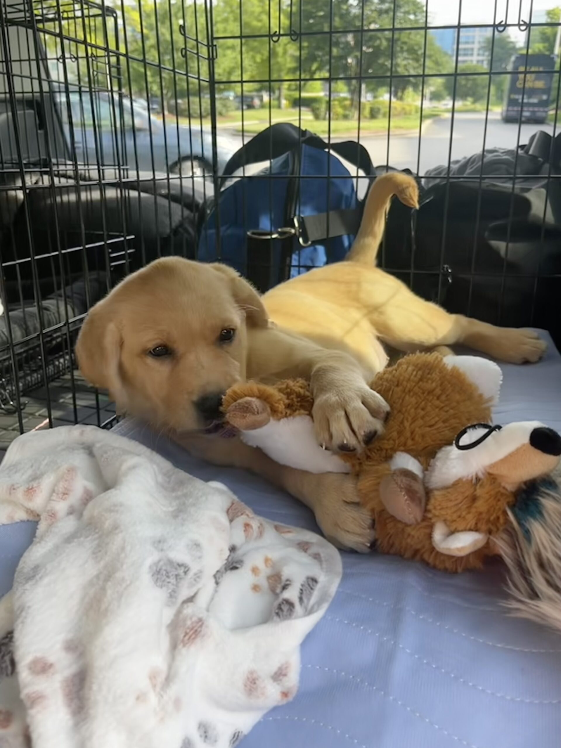 Bringing Home Your New Labrador Puppy: What to Expect During the First Week