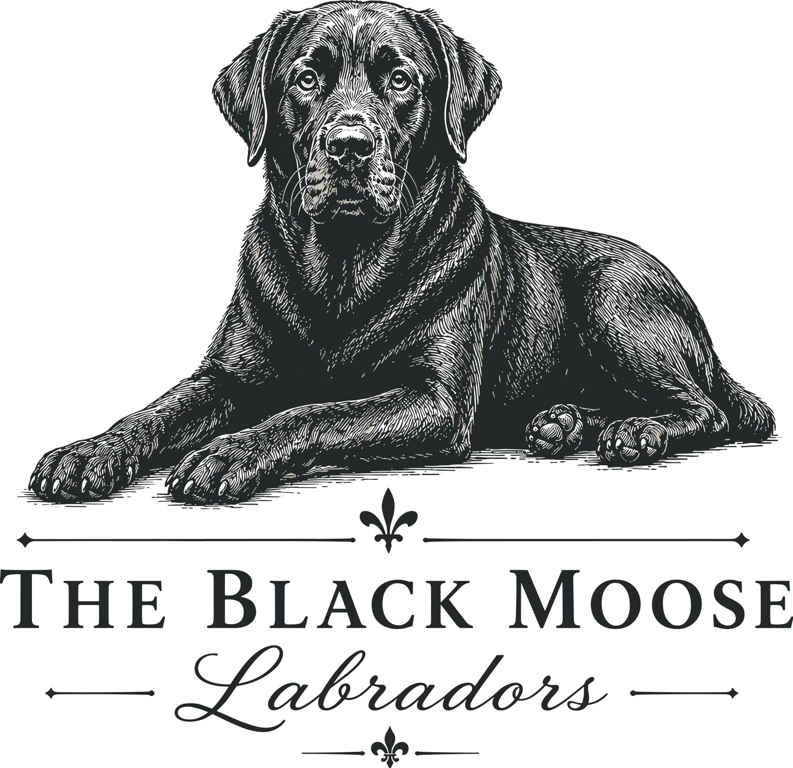 Black Moose Labradors